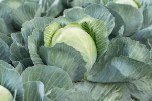 GZ_010436_White_Cabbage_Colmar-450x300
